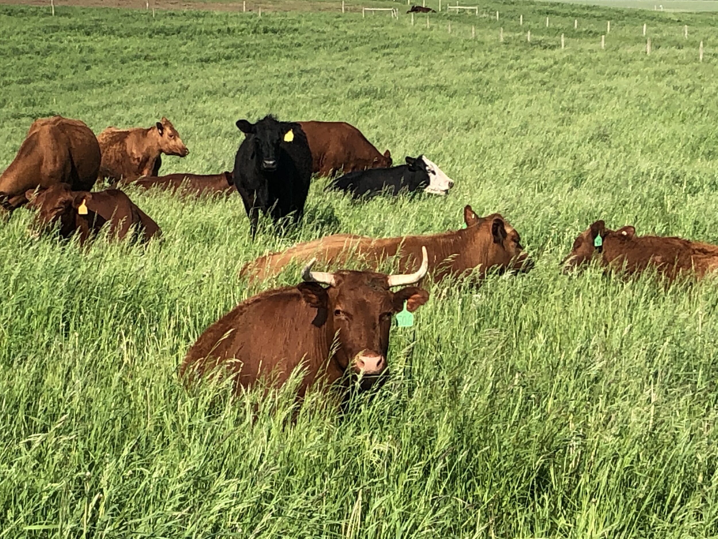 A herd of cows resting in a lush green pasture, featuring various breeds with ear tags for identification, under a clear sky.