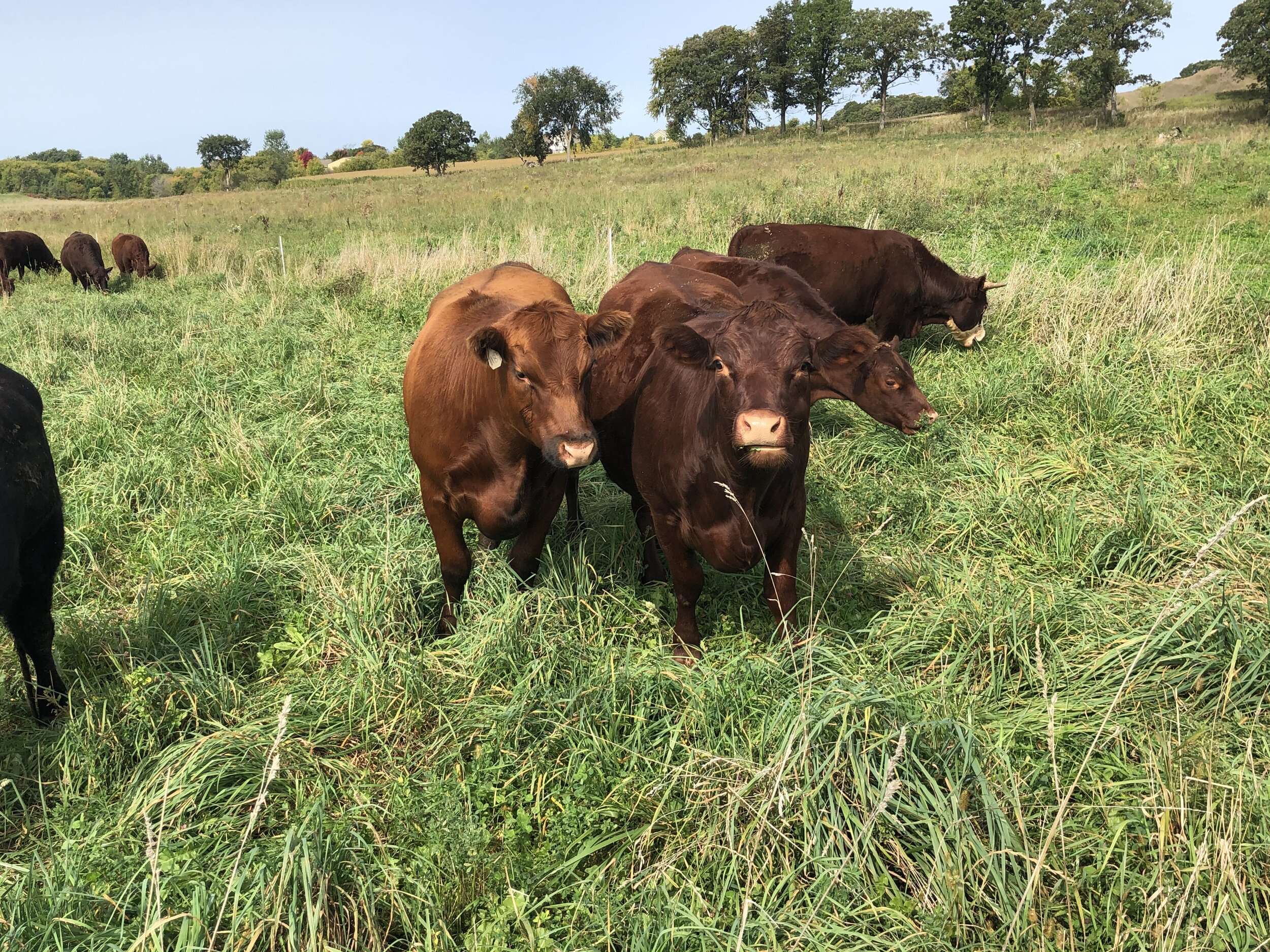 Two brown cows standing in a lush green pasture with other cows grazing in the background under a clear blue sky. The image captures a serene rural landscape, highlighting the natural setting of livestock farming.