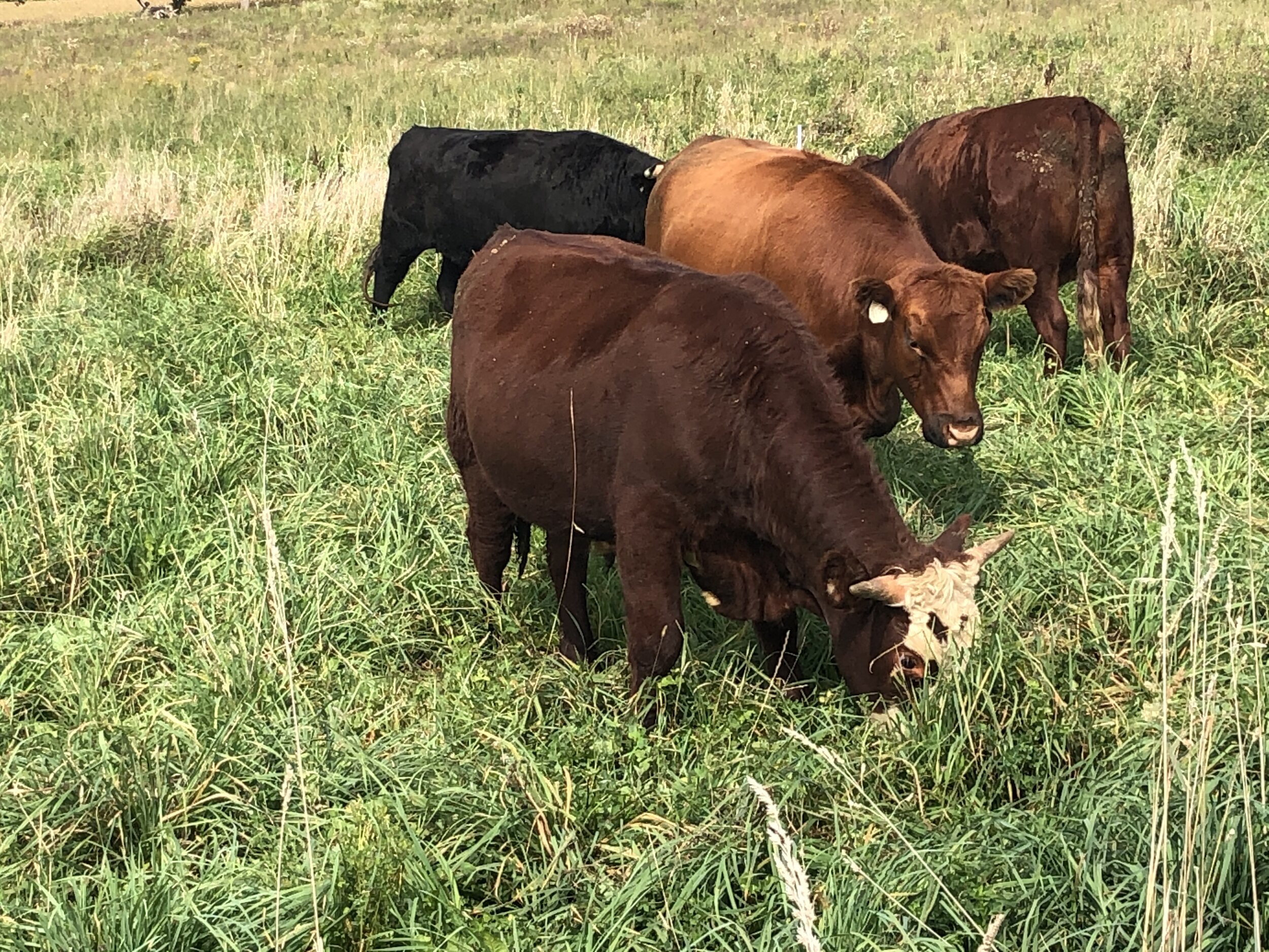 A group of cattle grazing in a lush green pasture, featuring a mix of brown and black cows. The scene showcases the natural environment of livestock farming, highlighting the importance of pasture management for healthy cattle.