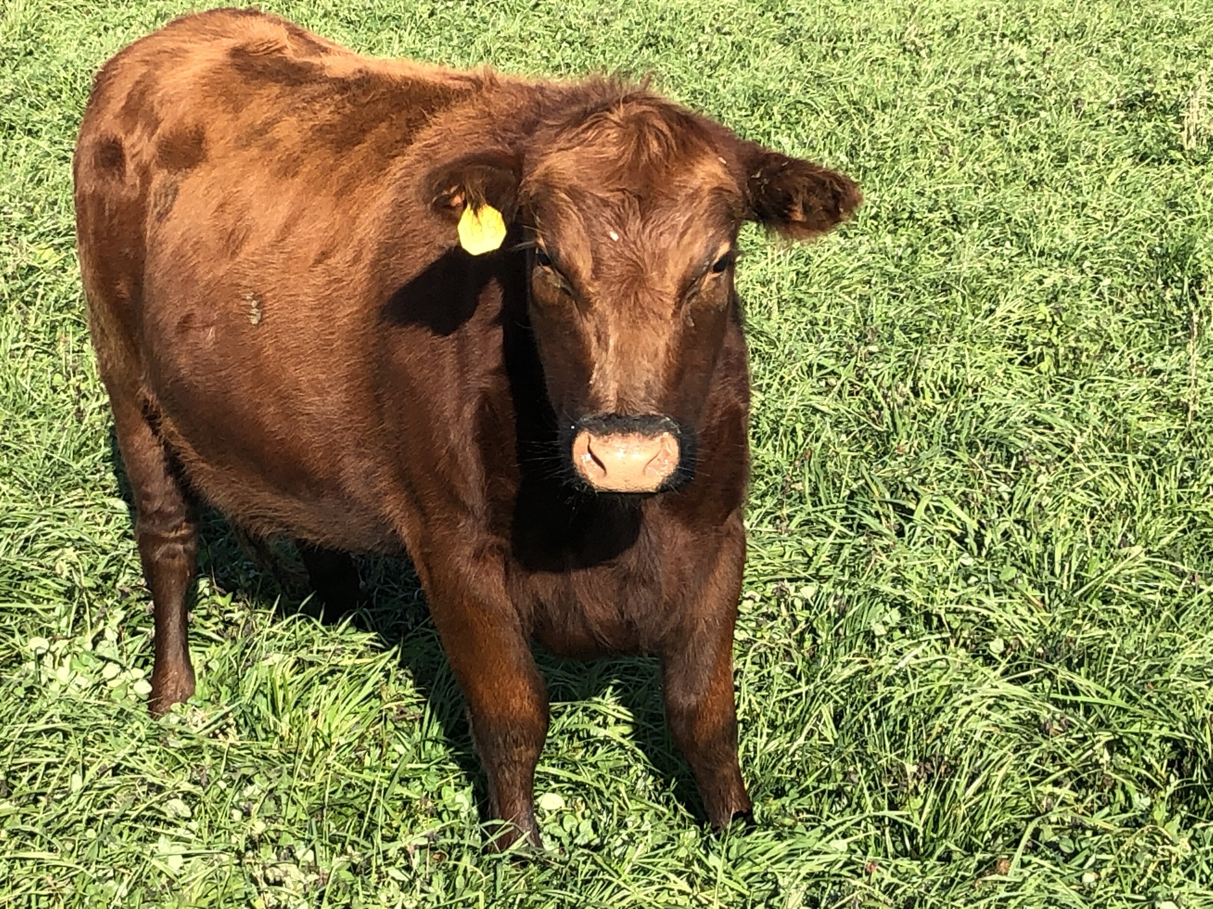 Brown calf standing in a lush green field, showcasing its distinctive ear tag and curious expression. The image captures the essence of farm life and livestock grazing in a natural setting.